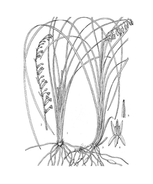 Natural compounds from  Ophiopogon japonicus
